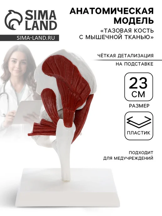 Zeriazor Анатомическая модель тазовой кости с мышцами 23 см, вариант