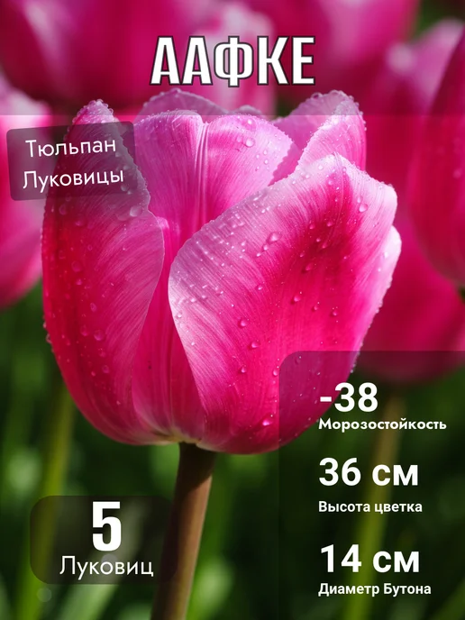 Тюльпаны луковицы Аафке 5шт, 5 шт