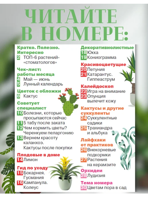 Домашние цветы Домашние цветы№5 26. Кактус, вариант, фото 2