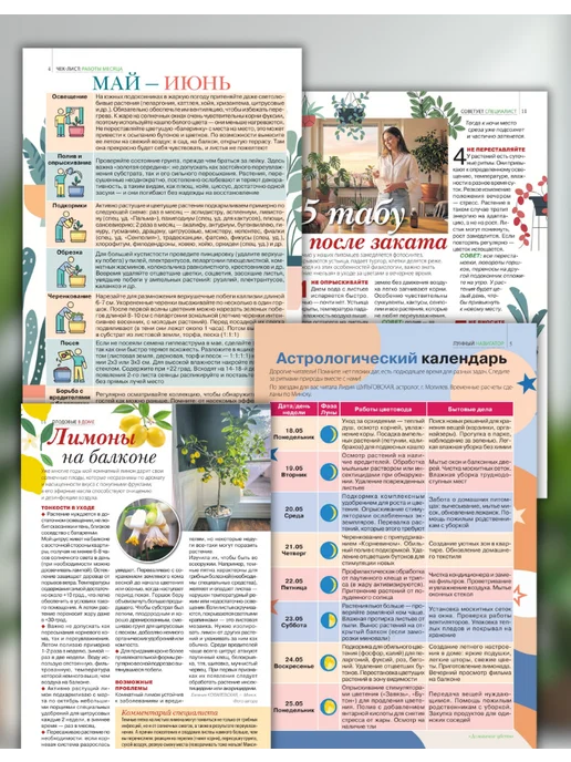 Домашние цветы Домашние цветы№5 26. Кактус, вариант, фото 3