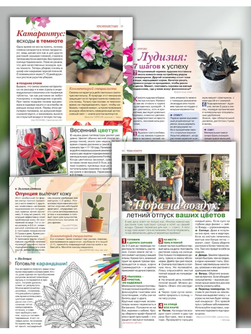 Домашние цветы Домашние цветы№5 26. Кактус, вариант, фото 4