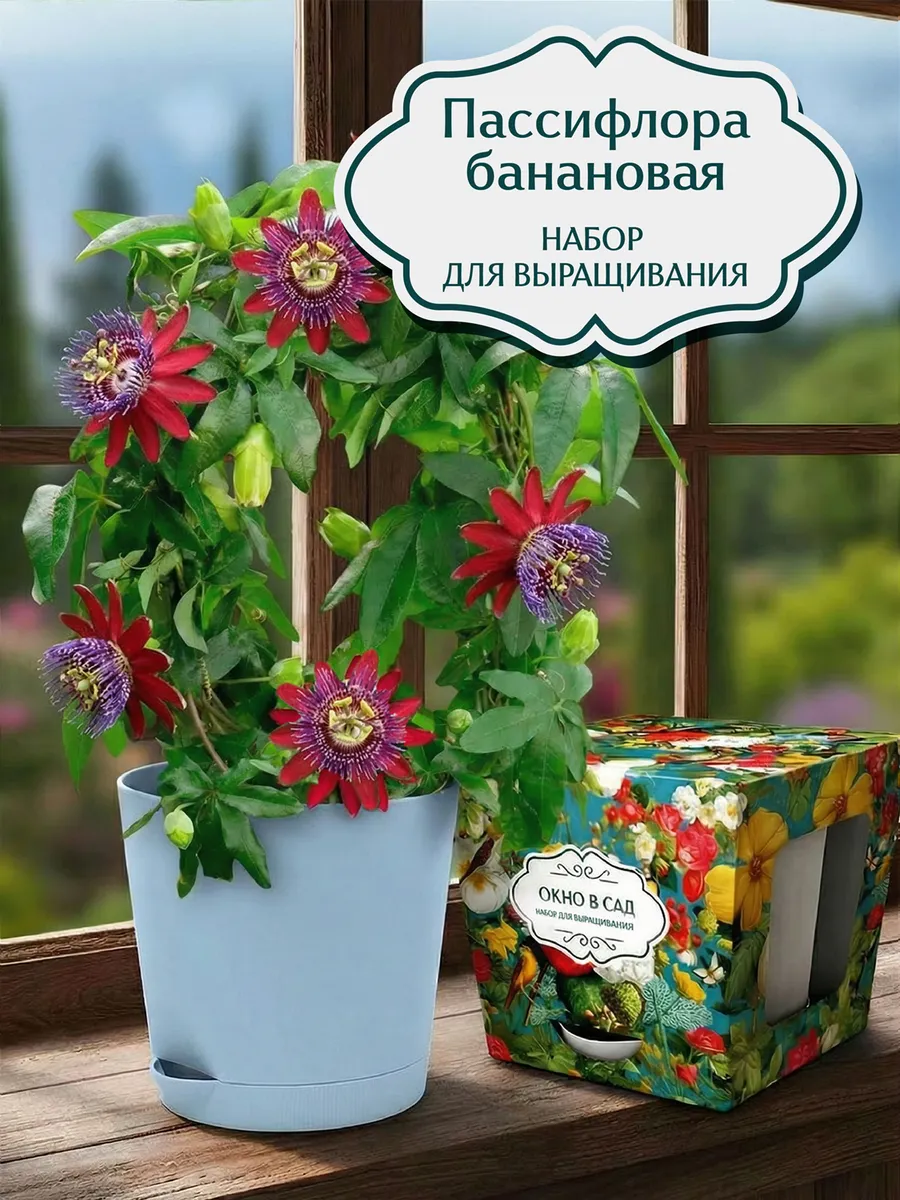 Пассифлора банановая Набор для выращивания
