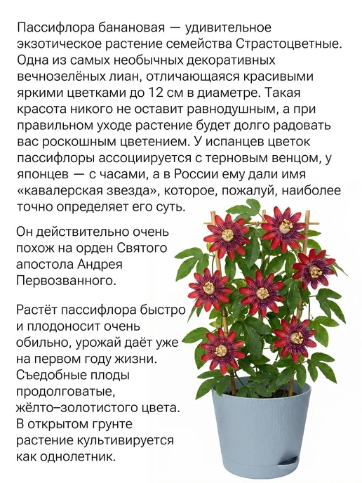 Окно в сад Пассифлора банановая Набор для выращивания, вариант, фото 2