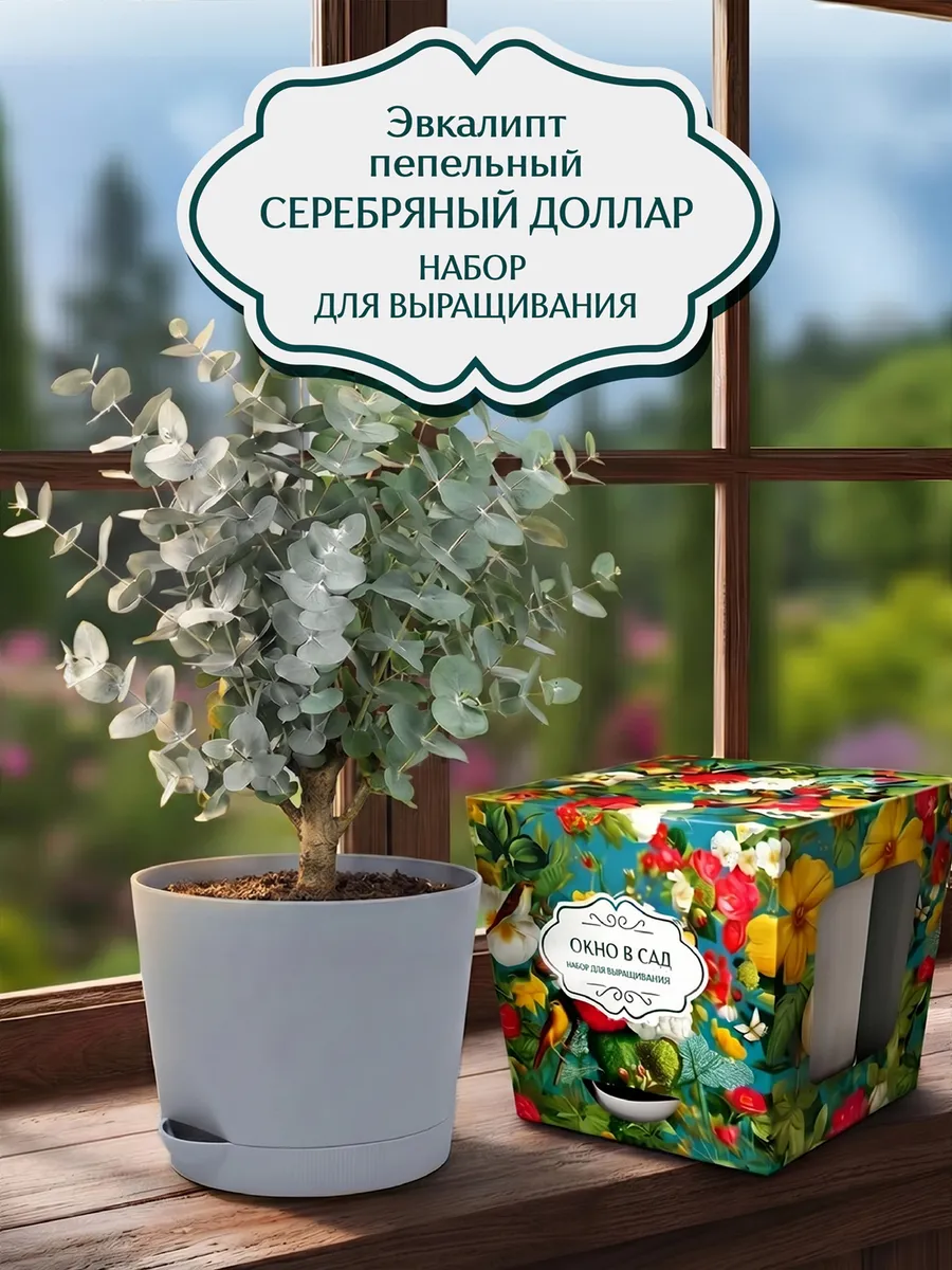 Эвкалипт пепельный Серебряный доллар Набор для выращивания