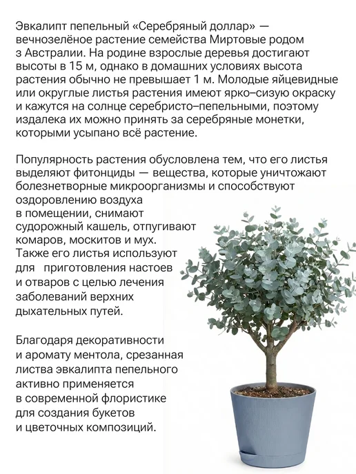 Окно в сад Эвкалипт пепельный Серебряный доллар Набор для выращивания, серебристый, фото 2