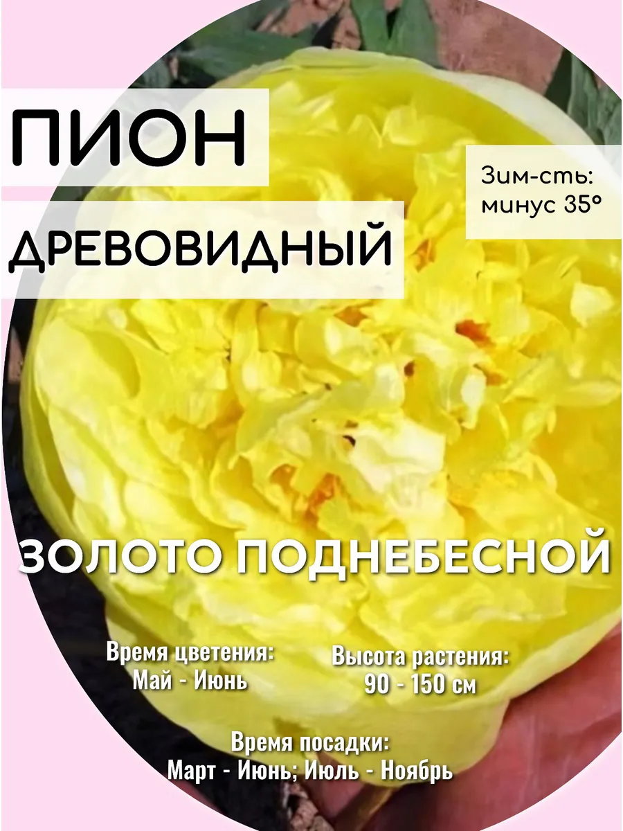 Пионы саженцы многолетние цветы