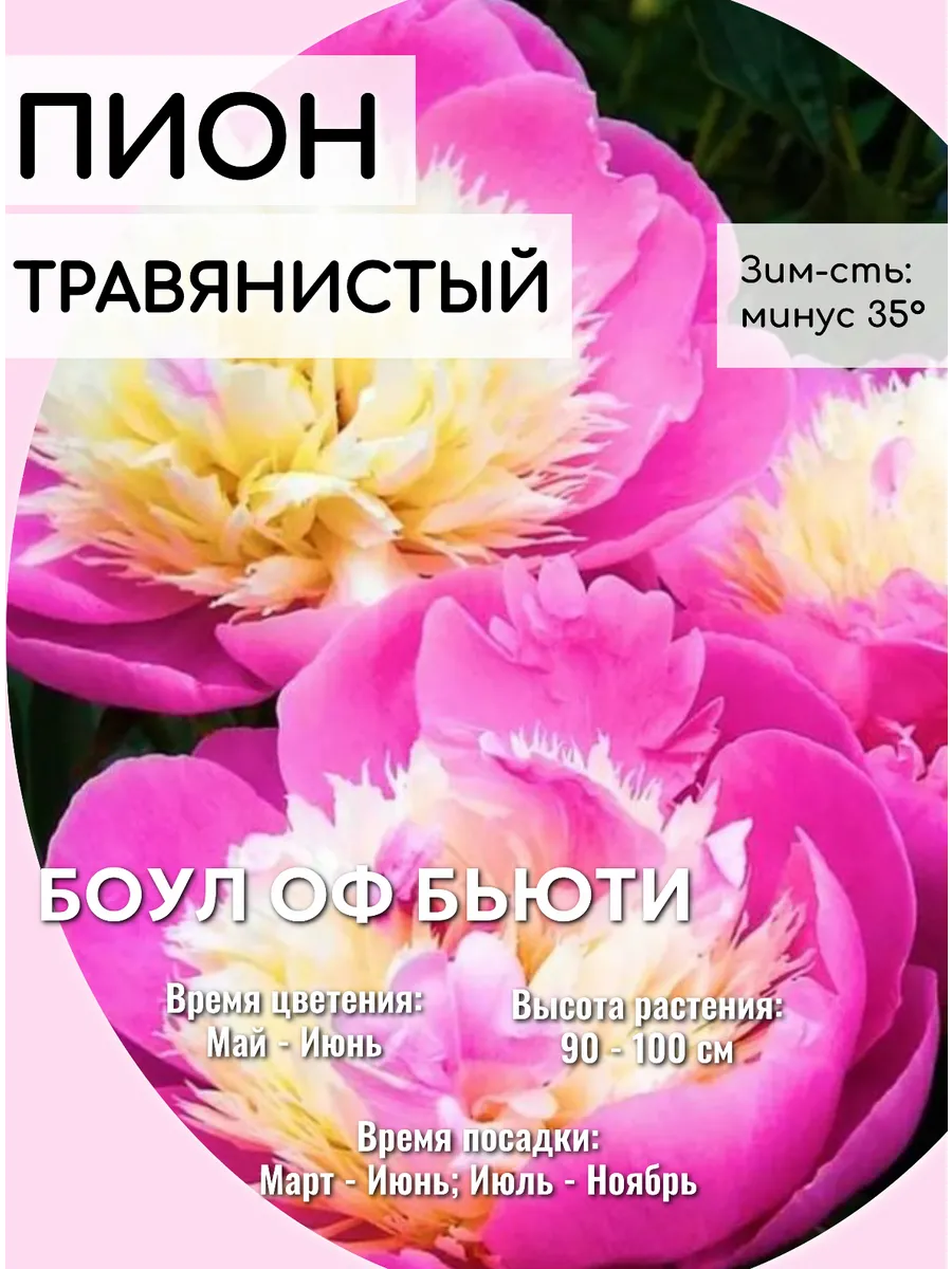 Пионы саженцы многолетние цветы