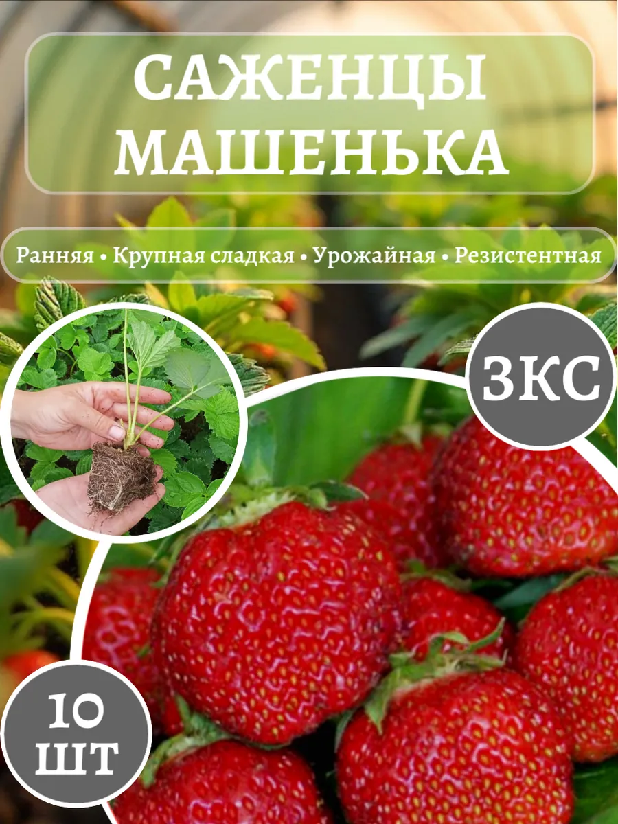 Саженцы клубники Машенька Рассада ЗКС