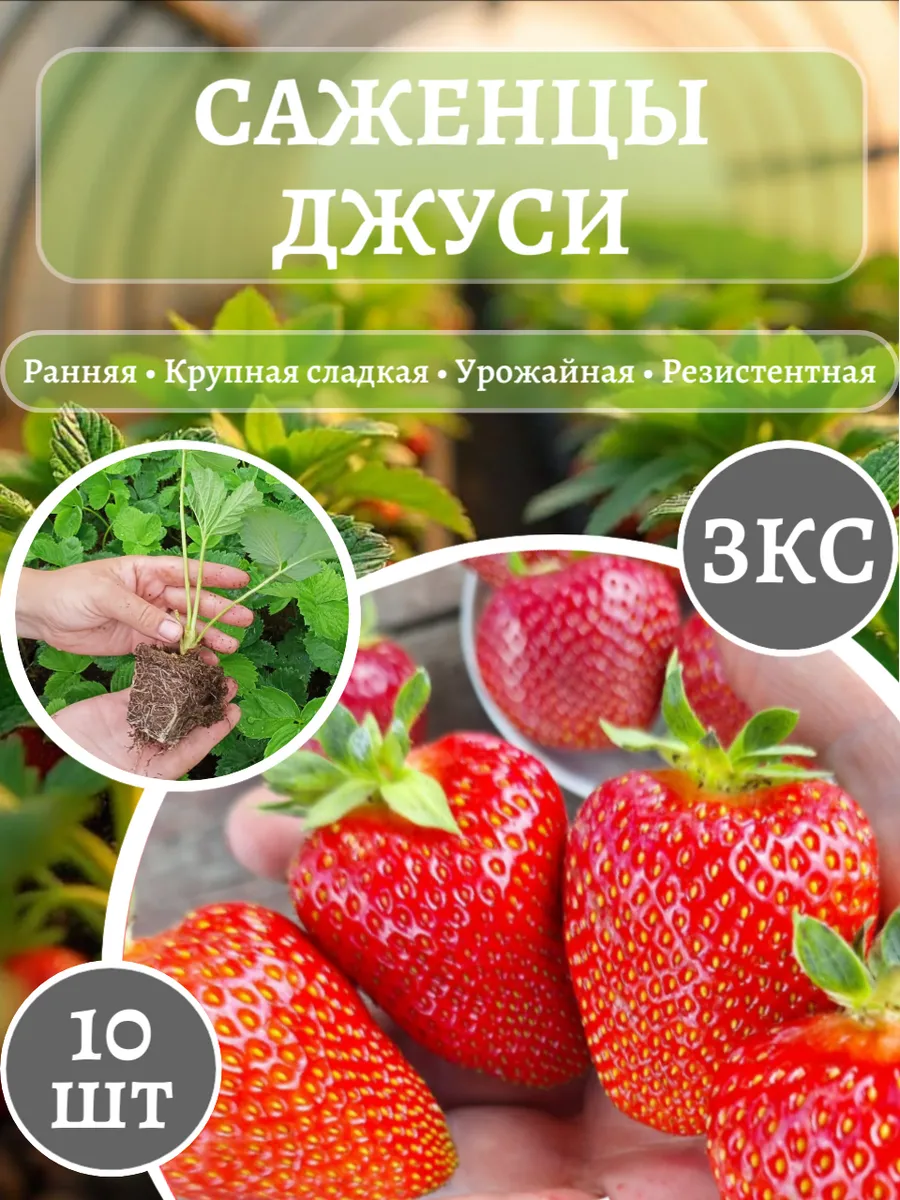 Саженцы клубники Джуси Рассада ЗКС