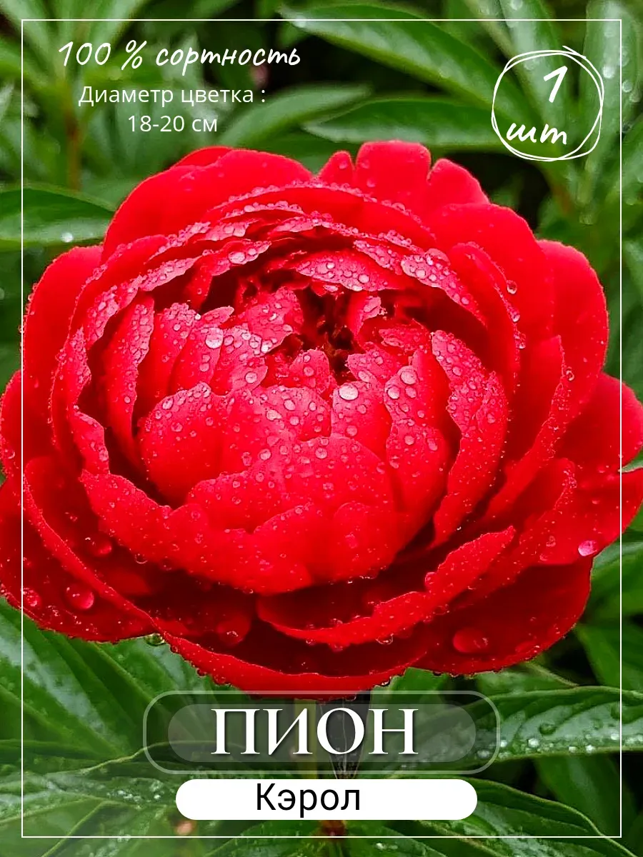 Пионы саженцы цветов