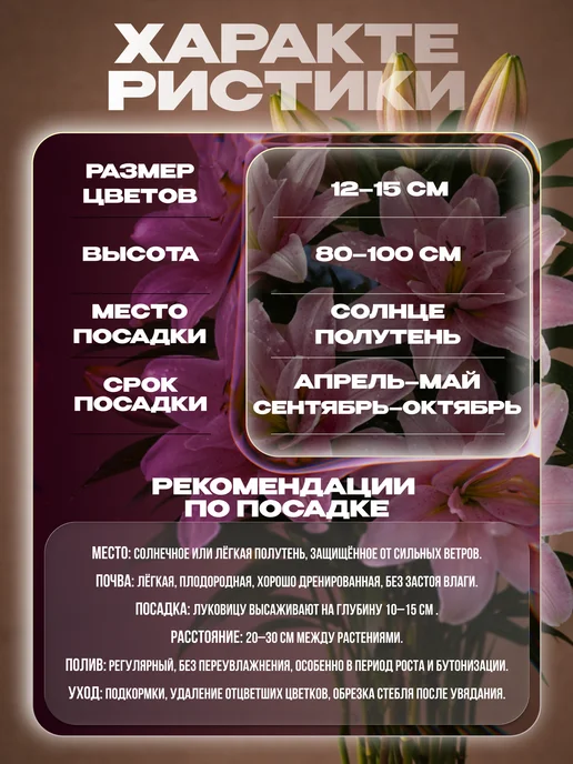 Лилия Elodie 1шт, 1 шт, фото 2
