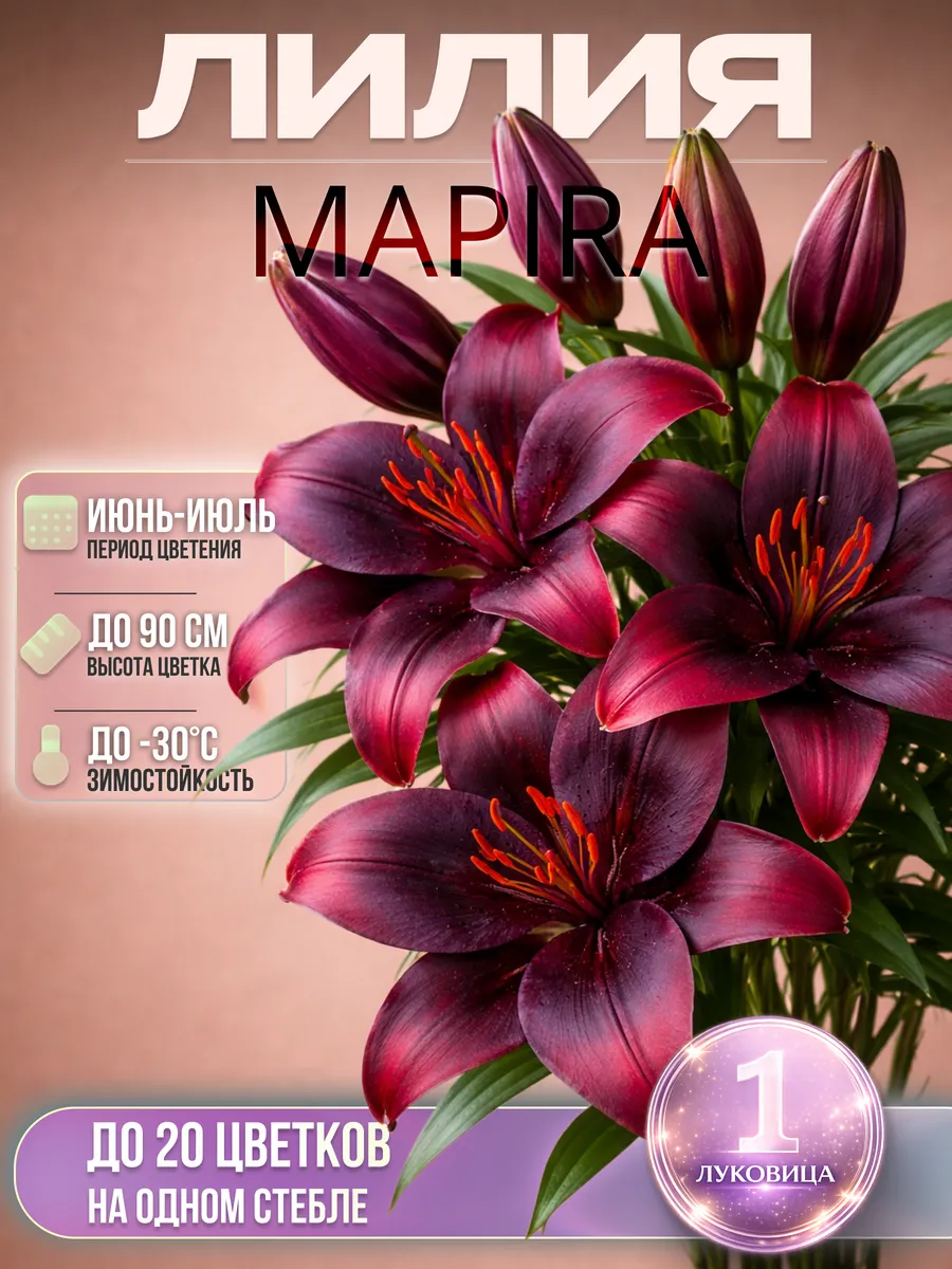 Лилия Mapira 1шт