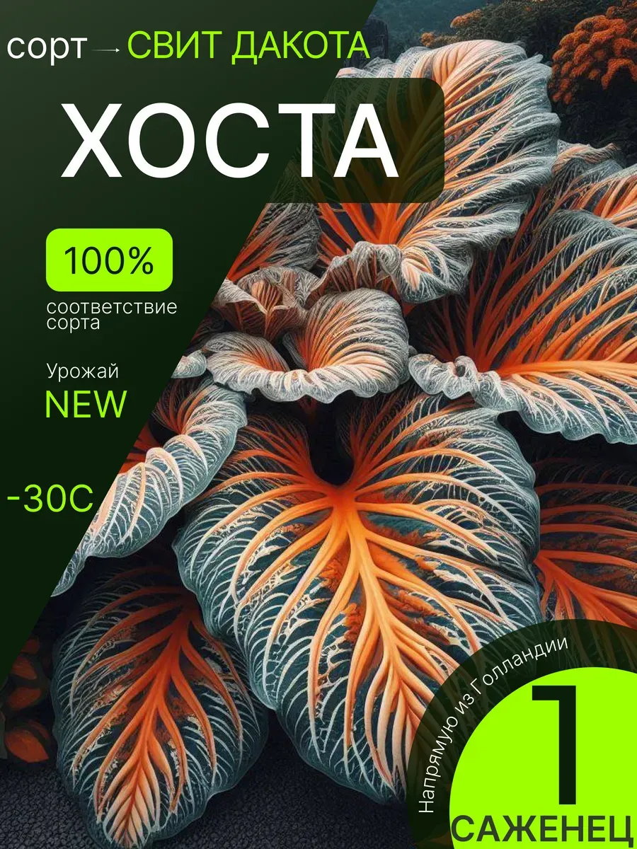 Хоста саженец многолетний, морозостойкие цветы