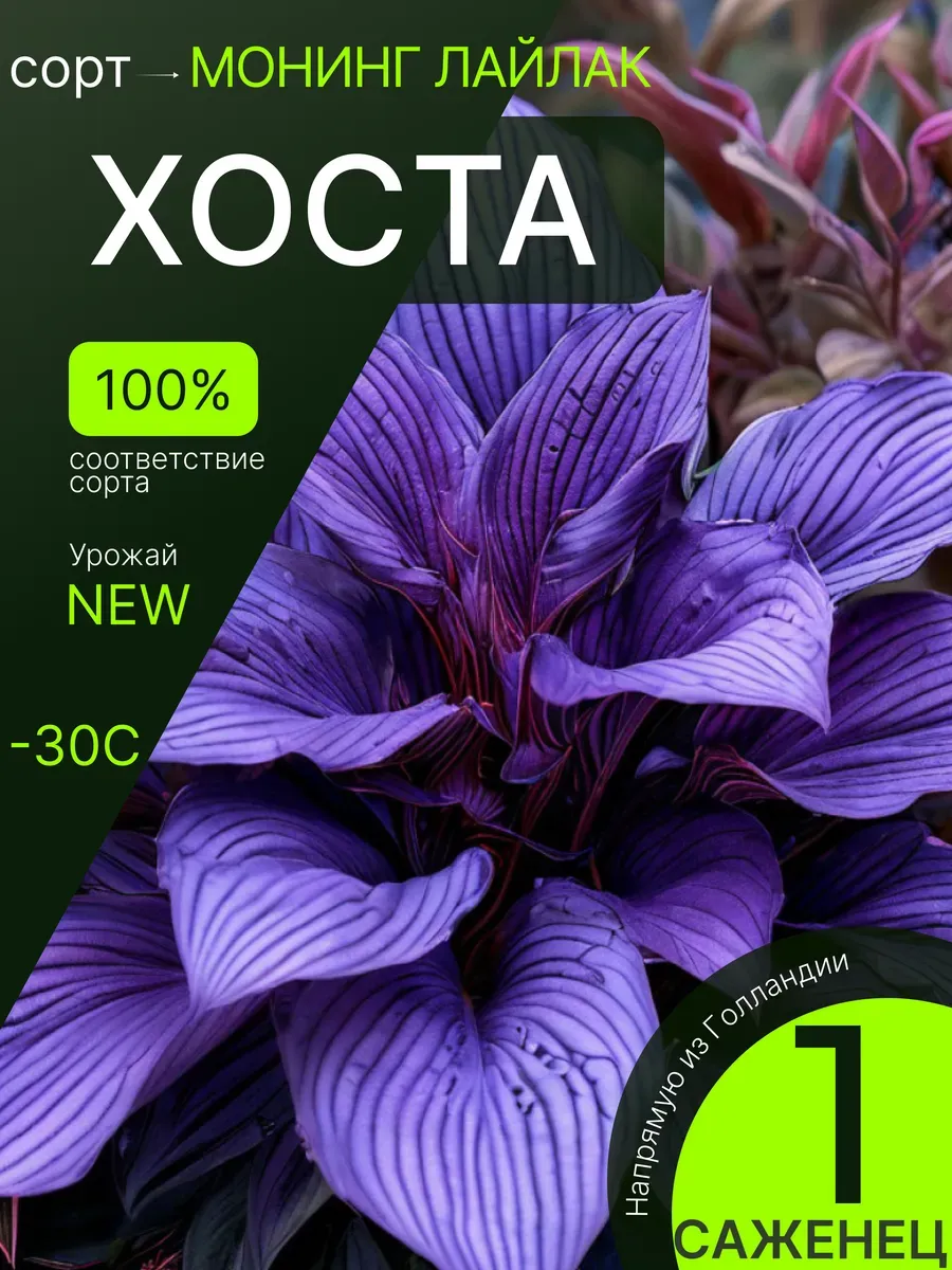 Хоста саженец многолетний, морозостойкие цветы