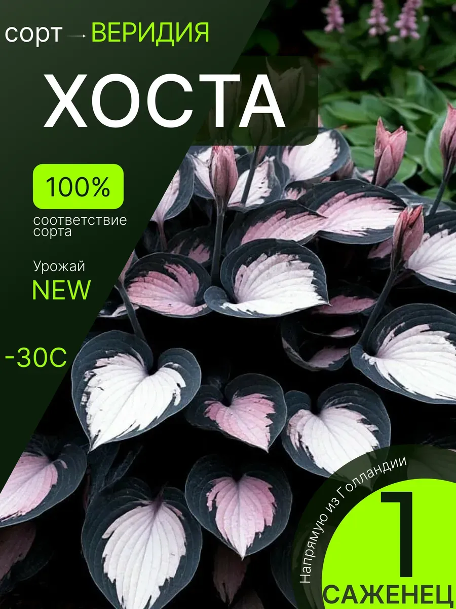 Хоста саженец многолетний, морозостойкие цветы