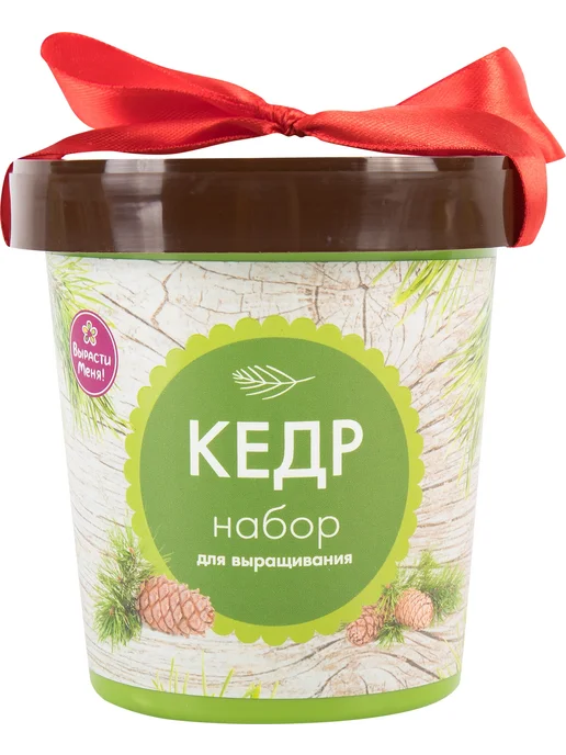 Кедр в горшке, вариант