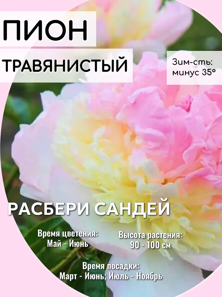 Пионы саженцы многолетние цветы