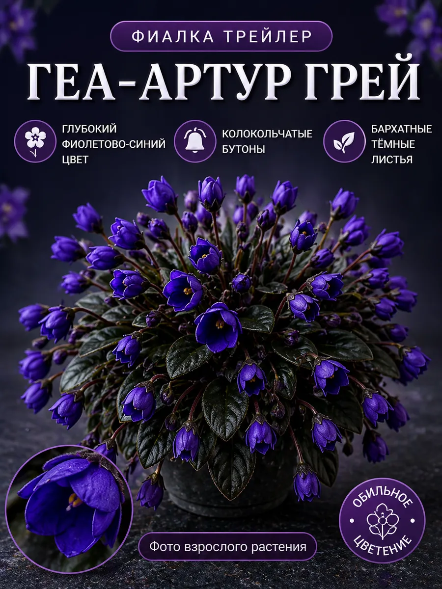 Фиалка трейлер ГЕА-Артур Грей, детка
