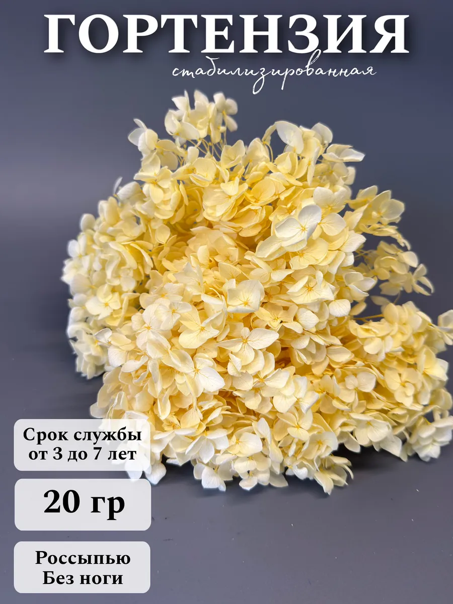 Сухоцветы для декора Гортензия стабилизированная 20г
