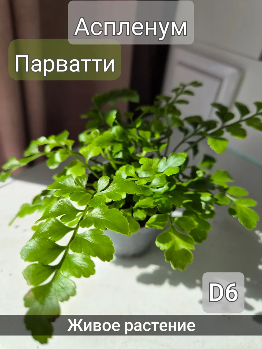 Аспленум парватти D6 живое растение