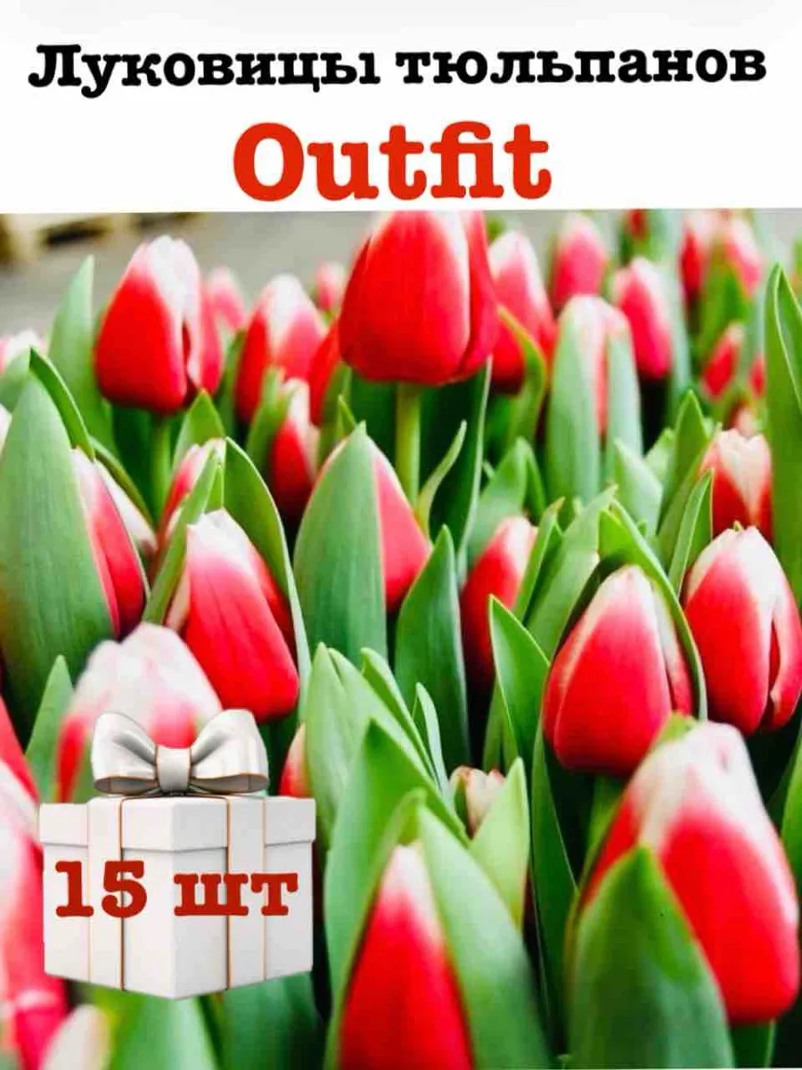 Луковицы тюльпанов Outfit 15 шт очищенные