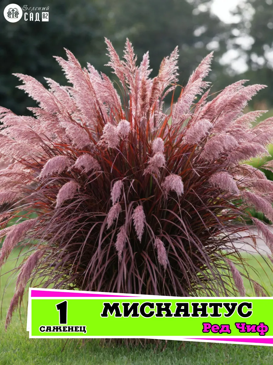 Мискантус Ред Чиф саженец 1 шт