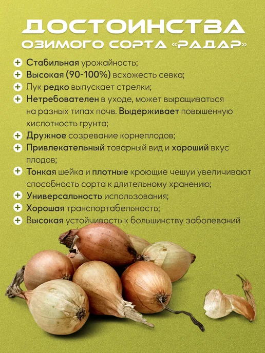 Лук-севок озимый на посадку Радар 1 кг, 300 г, фото 2