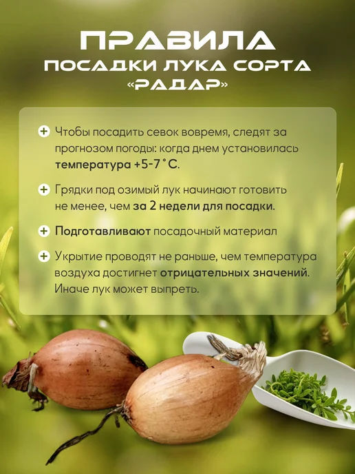 Лук-севок озимый на посадку Радар 1 кг, 300 г, фото 3