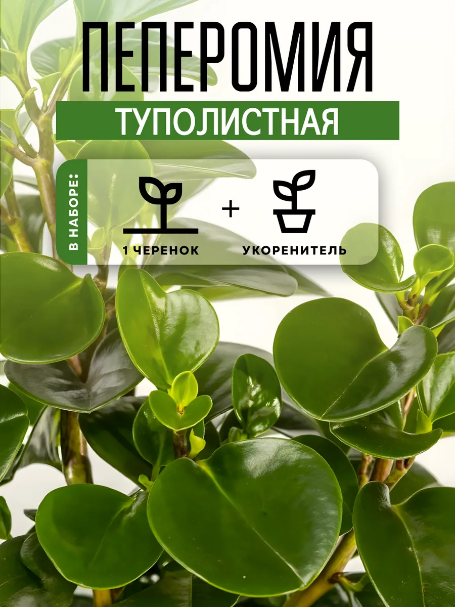 Пеперомия Туполистная черенок 1 шт. комнатное растения