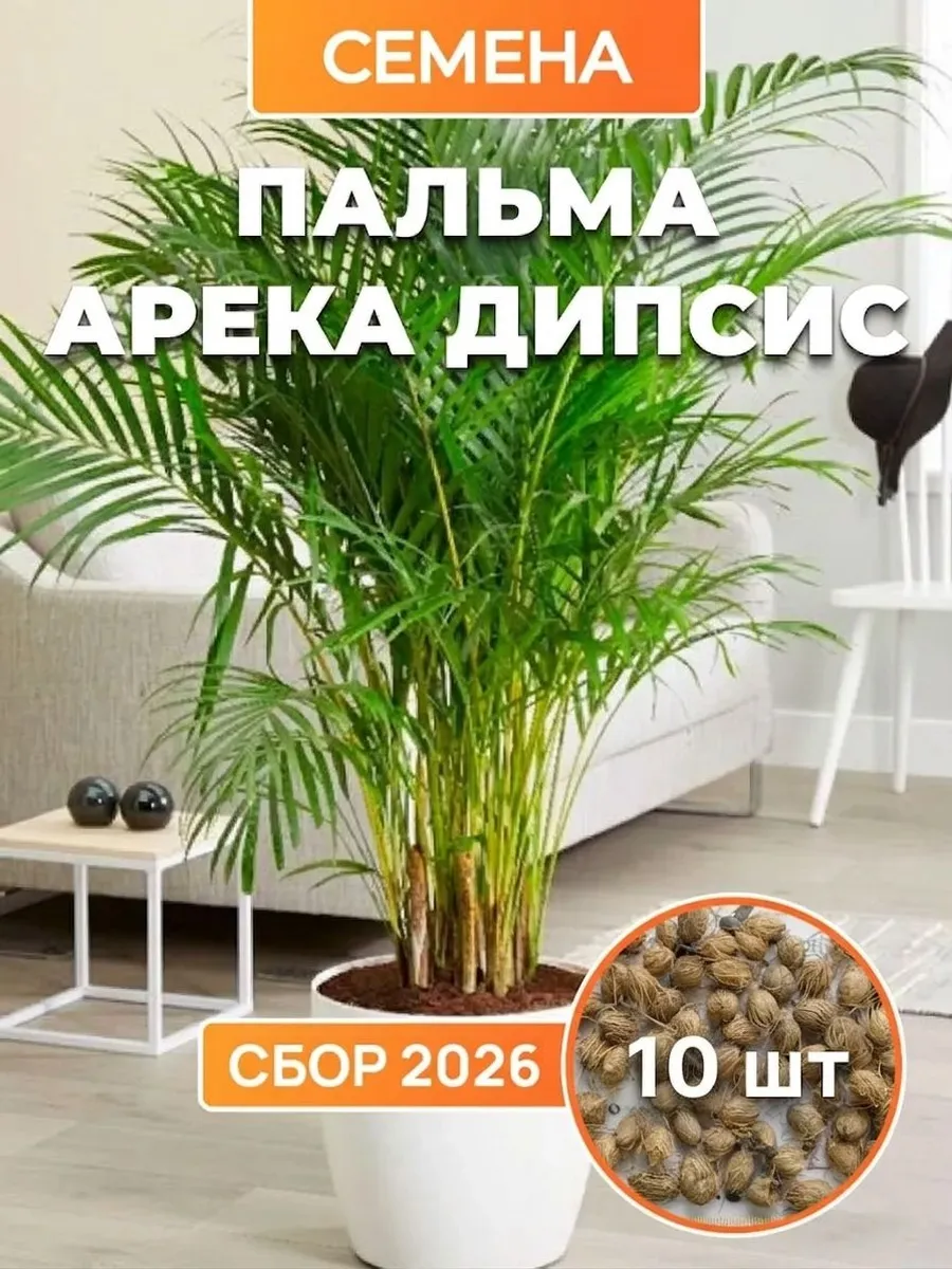 Пальма Арека Дипсис комнатная, семена 10 шт