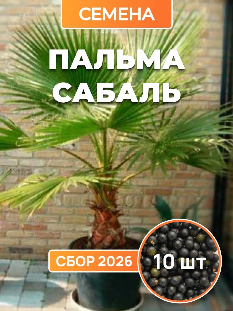Пальма Сабаль комнатная, семена 10 шт