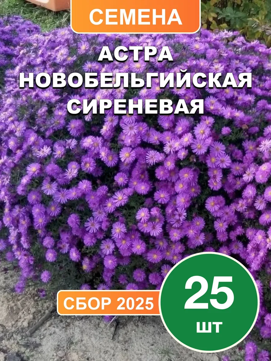 Астра новобельгийская сиреневая, семена, 25 шт