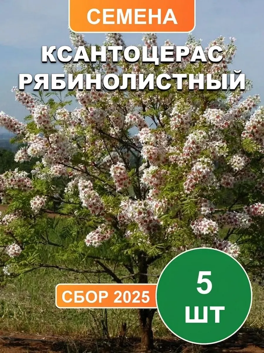 Орех Чекалкин, семена, 5шт
