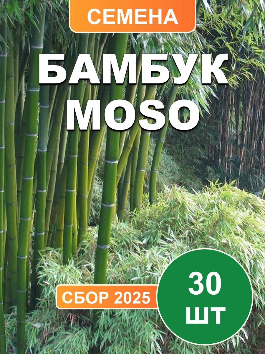 Бамбук Moso, семена, 30шт