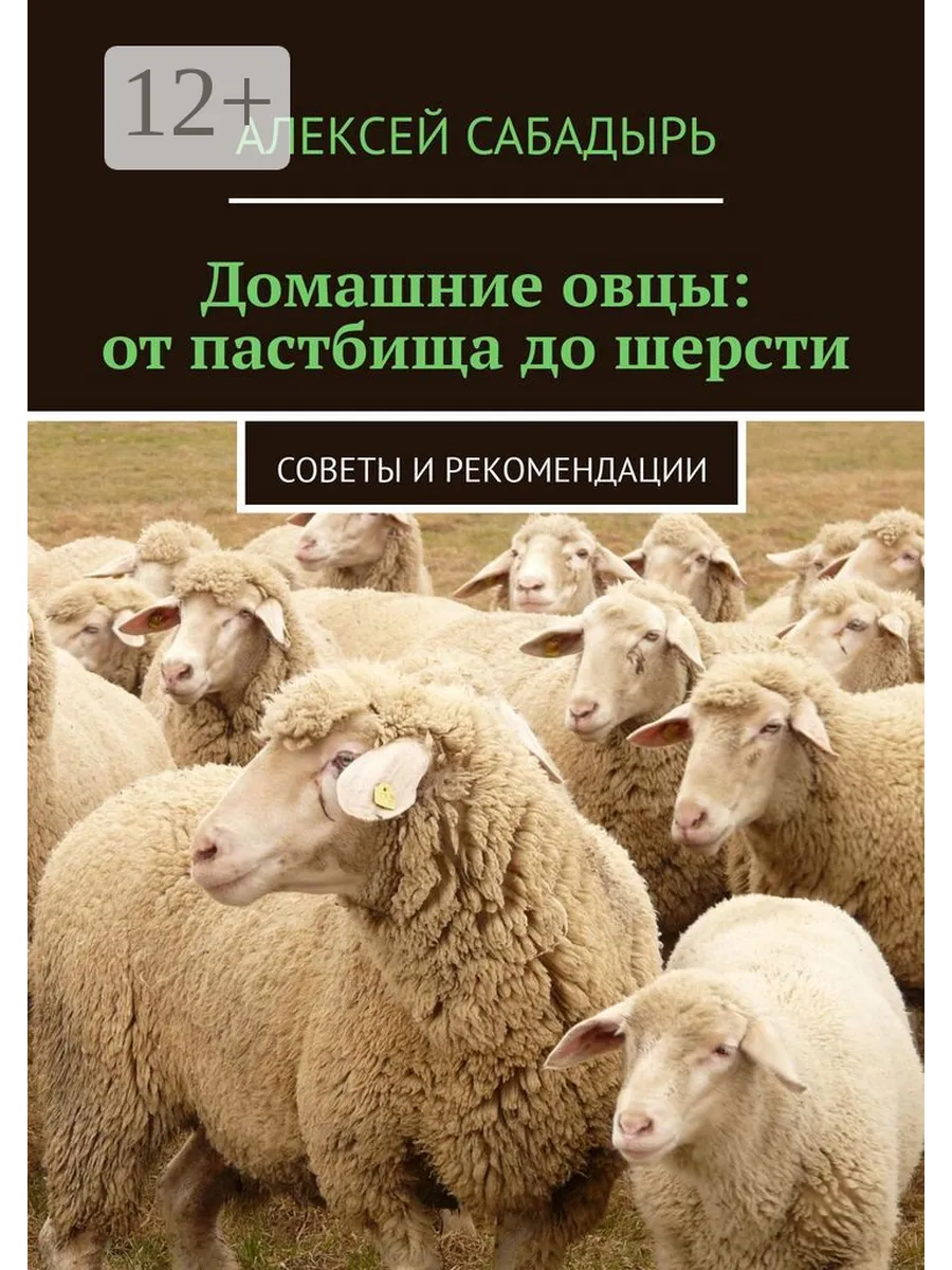 Домашние овцы: от пастбища до шерсти