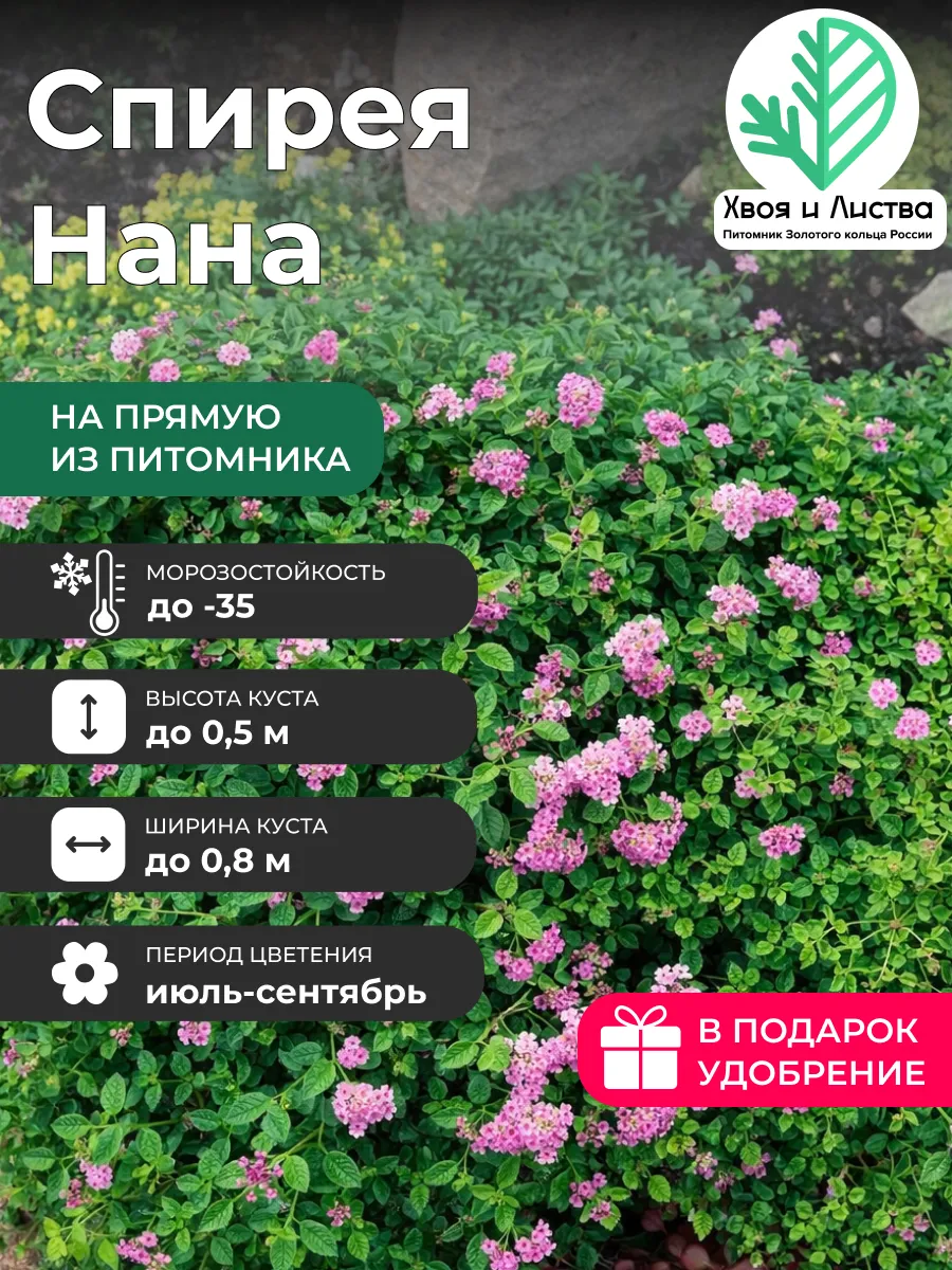 Саженец Спирея Нана