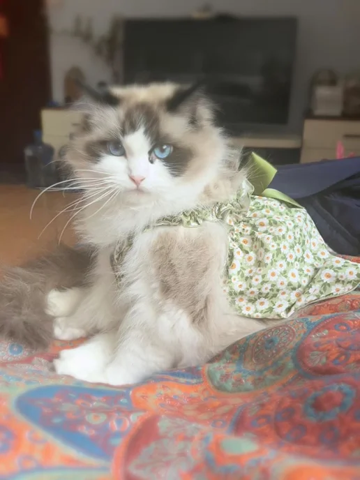 одежда для кошек, вариант, фото 2