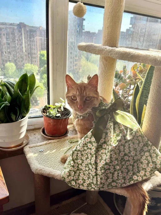 одежда для кошек, вариант, фото 4