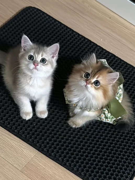 одежда для кошек, вариант, фото 8