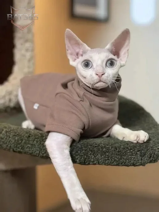 одежда для кошек, вариант, фото 3