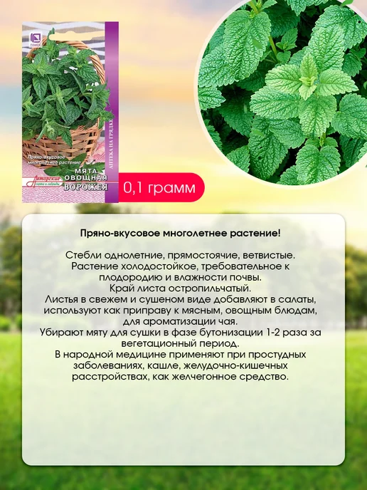 Агрохолдинг ПОИСК Пряные травы семена многолетние для огорода и подоконника, вариант, фото 3