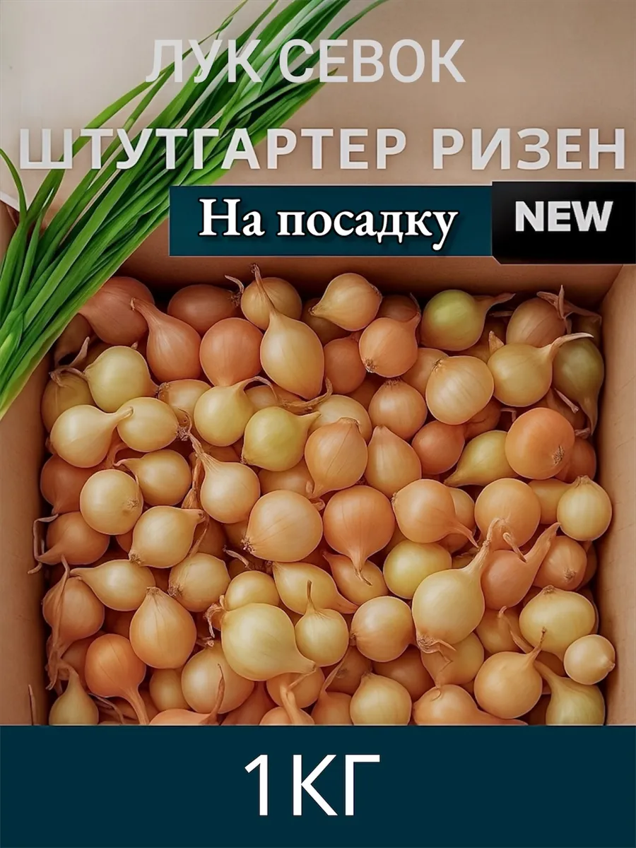 Лук севок на посадку для репки