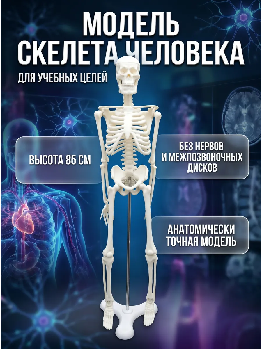 Анатомическая модель скелета человека 85 см подставка макет