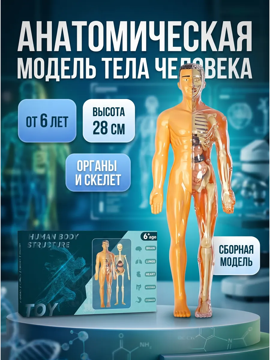 Анатомическая модель скелета человека с органами макет