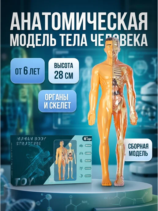 HomaLand Анатомическая модель скелета человека с органами макет, вариант