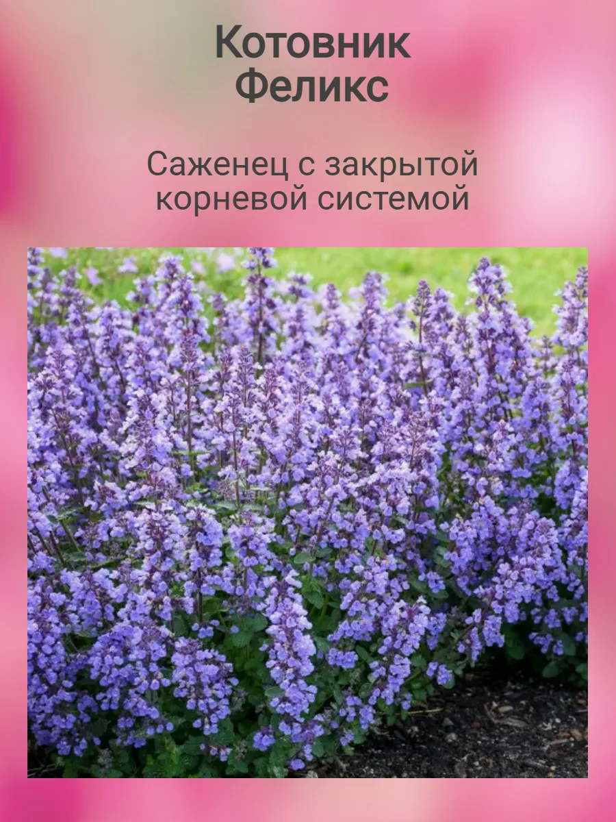 Котовник Феликс