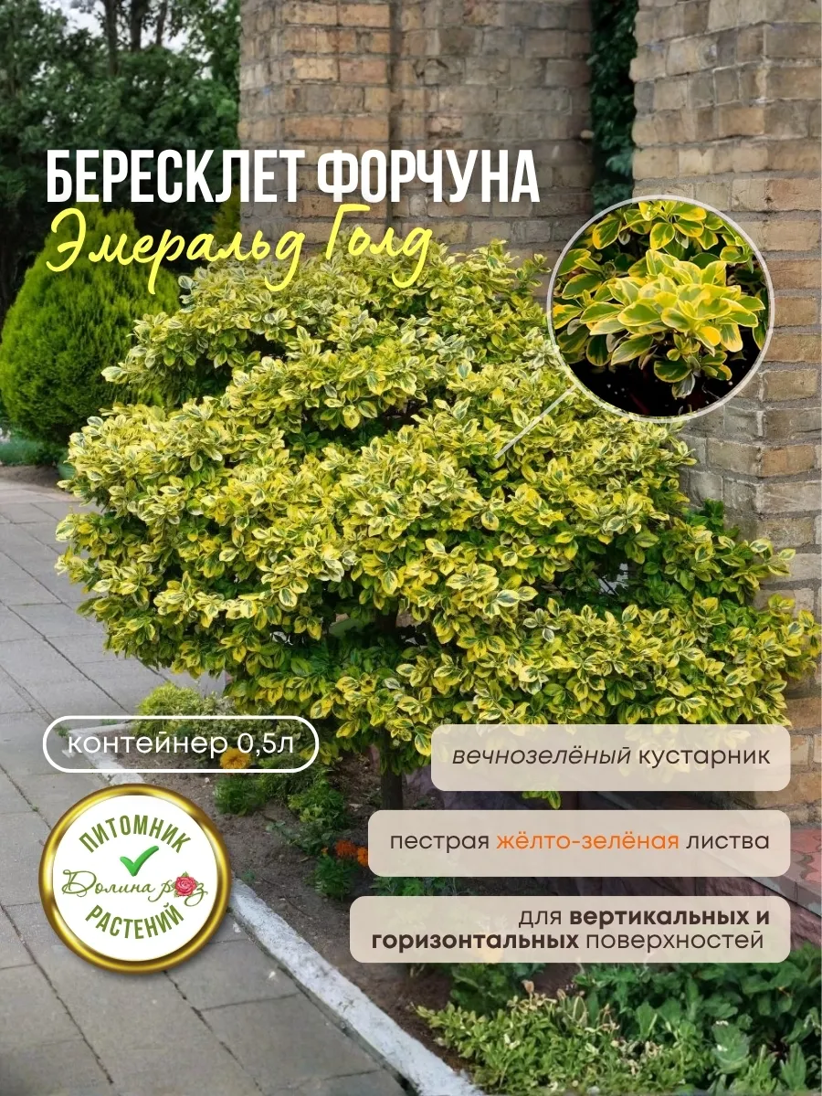 Бересклет Форчуна Emerald Gold (в контейнере)