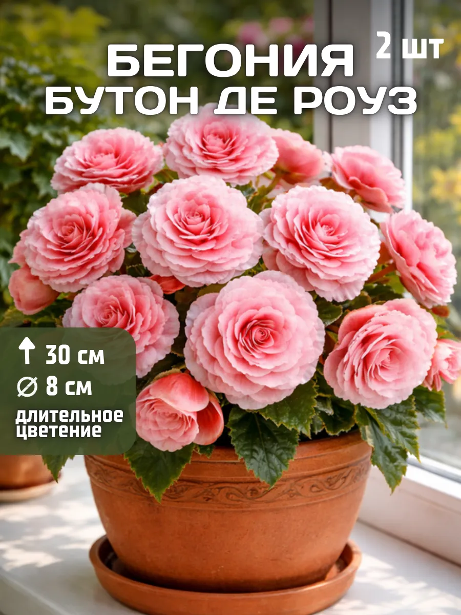 Бегония клубни луковицы Бутон Де Роуз