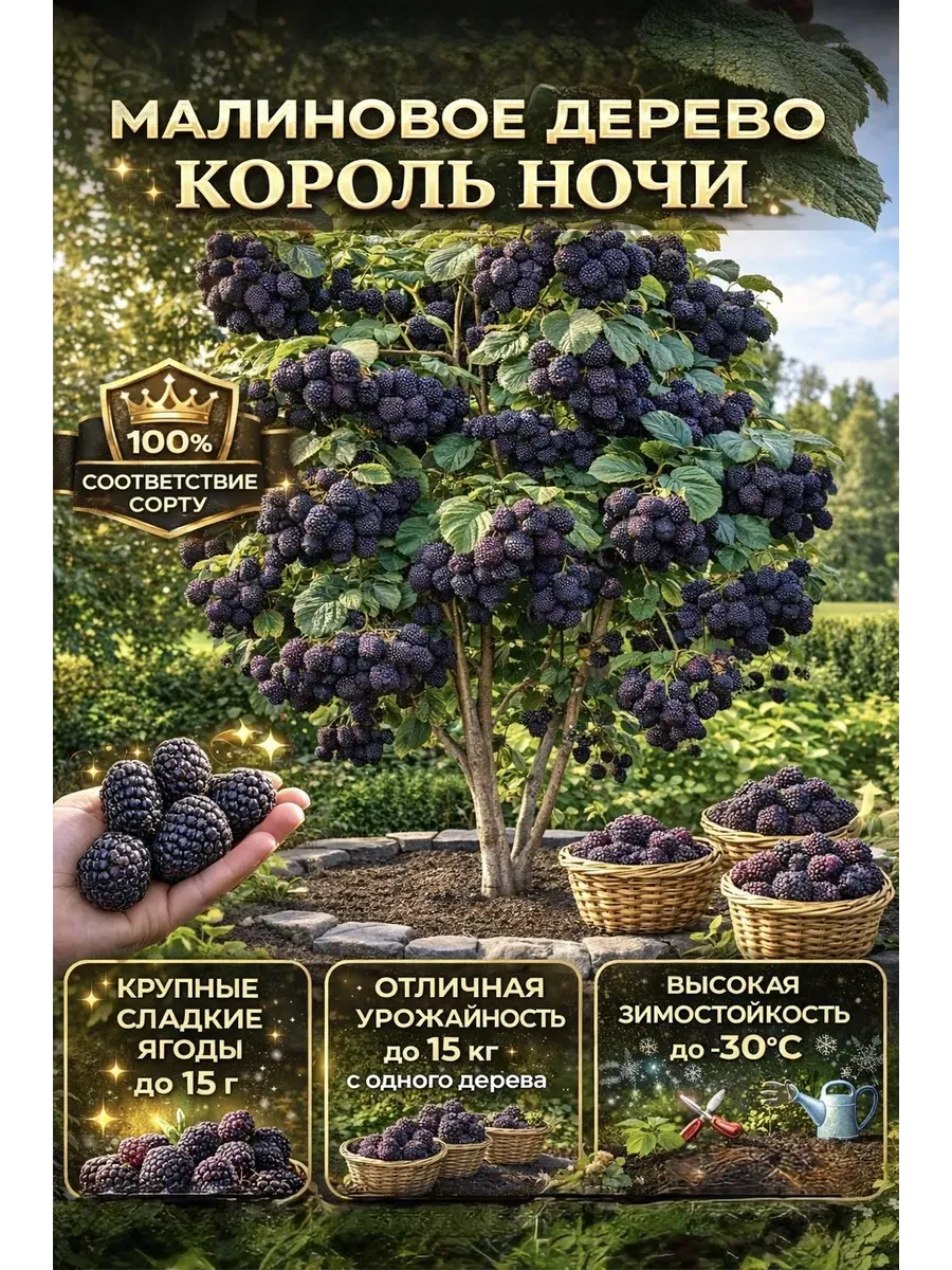 Саженец Малины 1 шт Король ночи