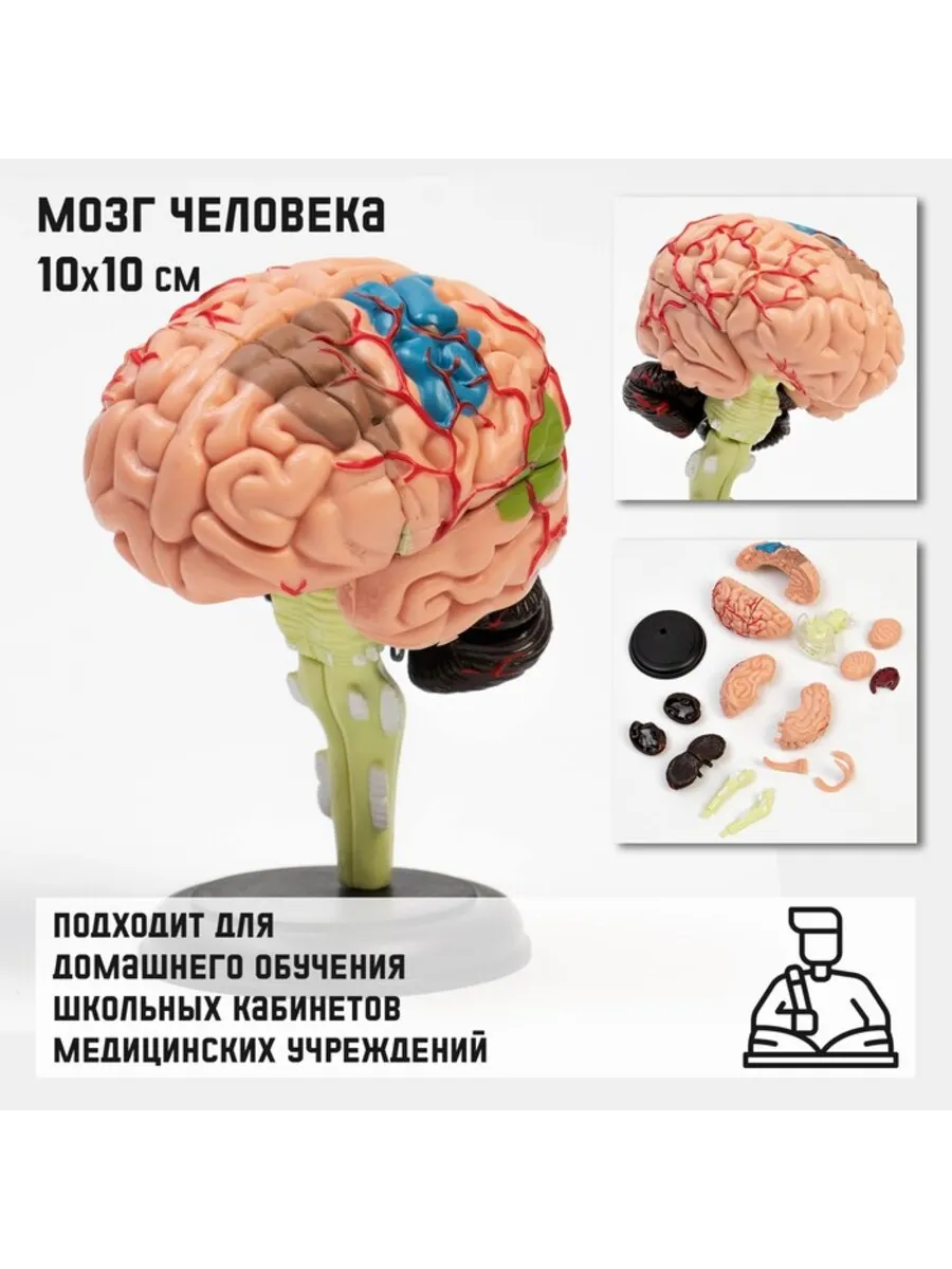 Анатомическая модель мозга человека разборная 10 см